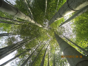 Bamboo Forrest